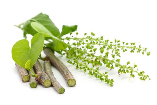 Giloy (Tinospora cordifolia)