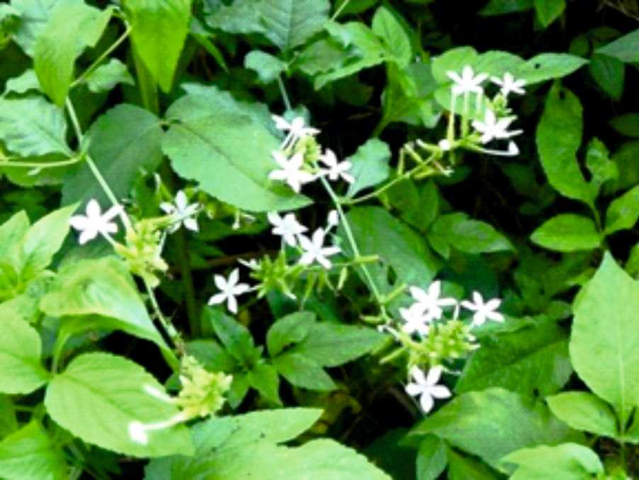 Chitrak (Plumbago zeylanica)