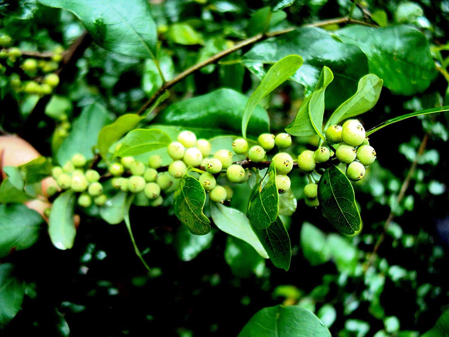 Guggul (Commiphora mukul)