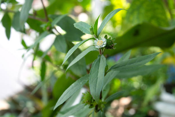 Bhringraj (Eclipta alba)
